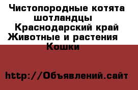 Чистопородные котята шотландцы - Краснодарский край Животные и растения » Кошки   